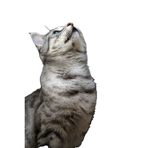 Close Up Portrait Of A Tabby Cat Gazing Upwards With Curiosity Indoors. 19311 - Cat PNG image with transparent background